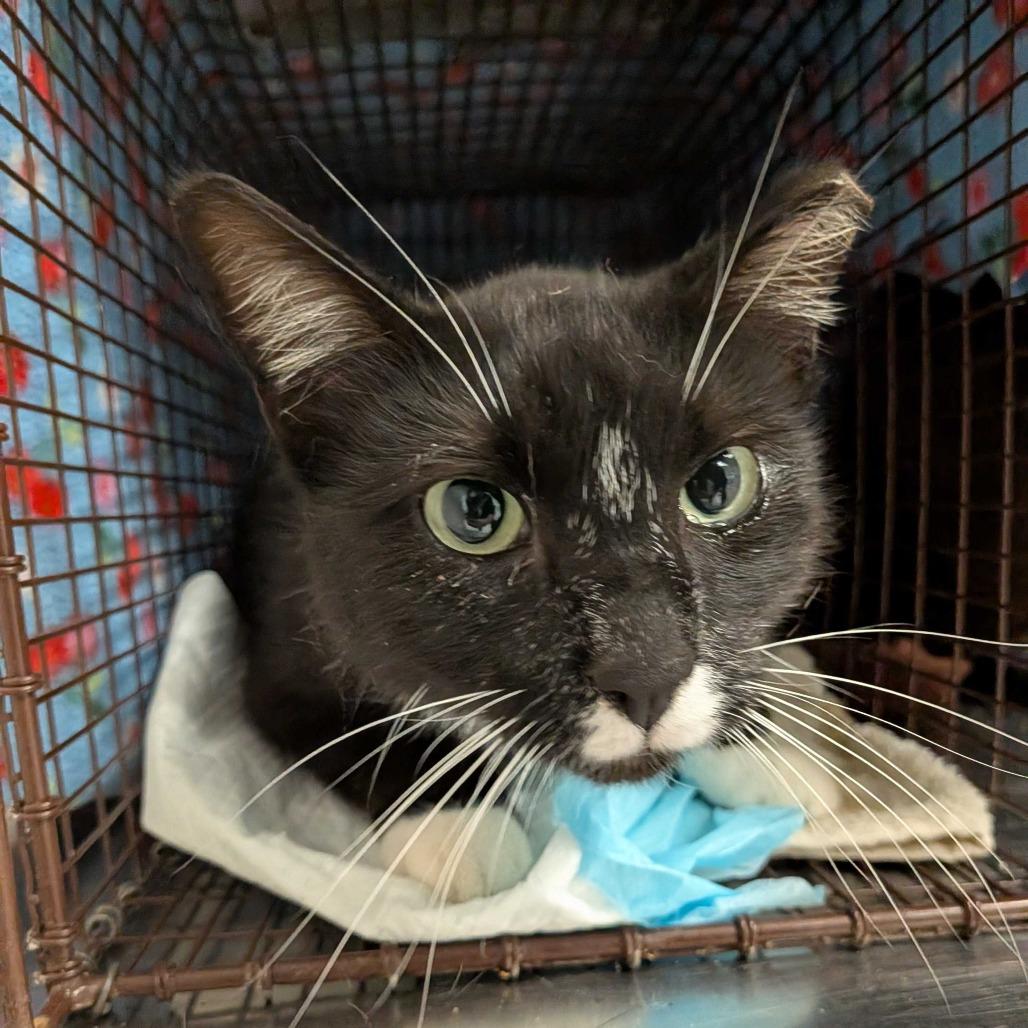 Enlarge Flotsam, a Adoptable Domestic Medium Hair in Redwood City, CA image 1/1
