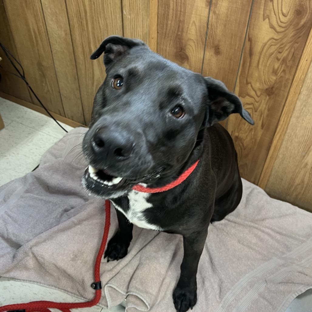 Buddy, Adoptable, Adult Male Mixed Breed.