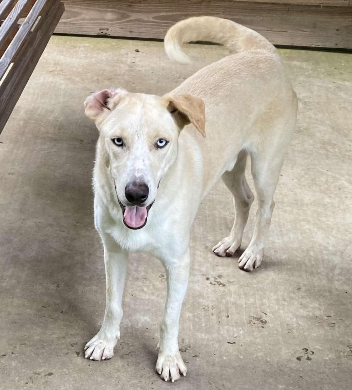 Bruce, a ADOPTABLE Mixed Breed in Northwood, NH image 1/4