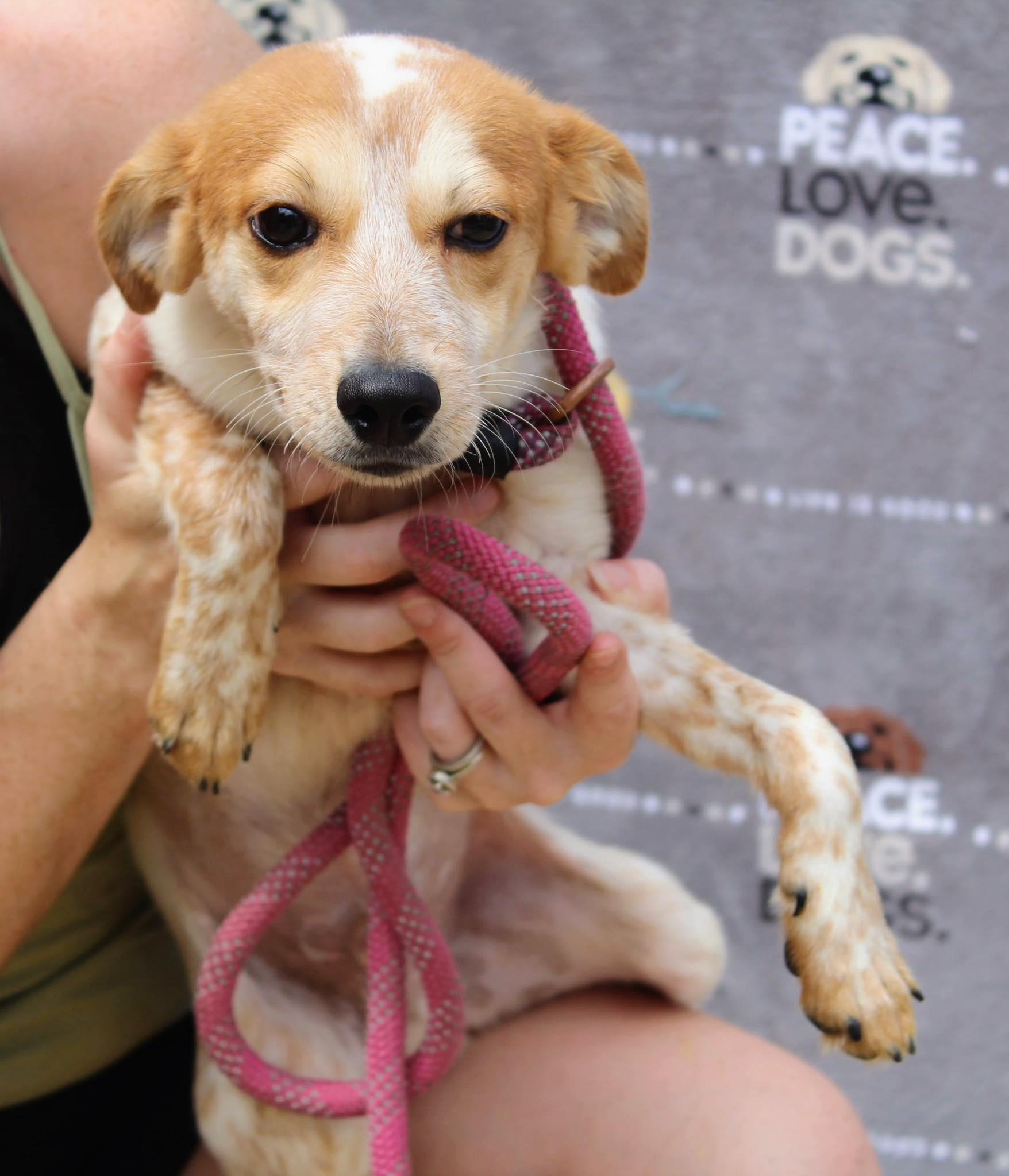 Lucky, adopted, Young Male Australian Cattle Dog / Blue Heeler.