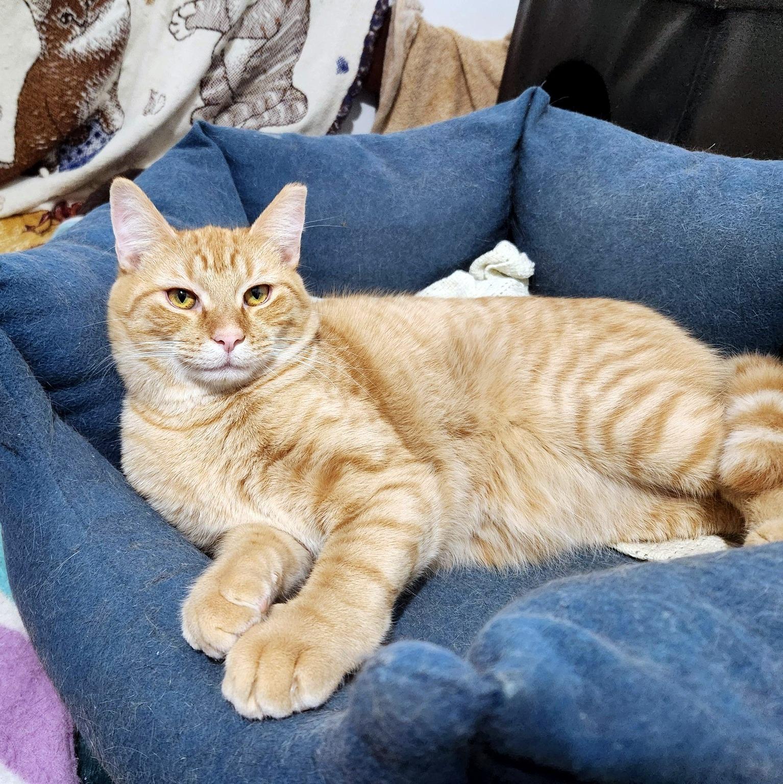 Enlarge Sauerkraut, a ADOPTABLE Domestic Short Hair in Pittsburgh, PA image 5/6