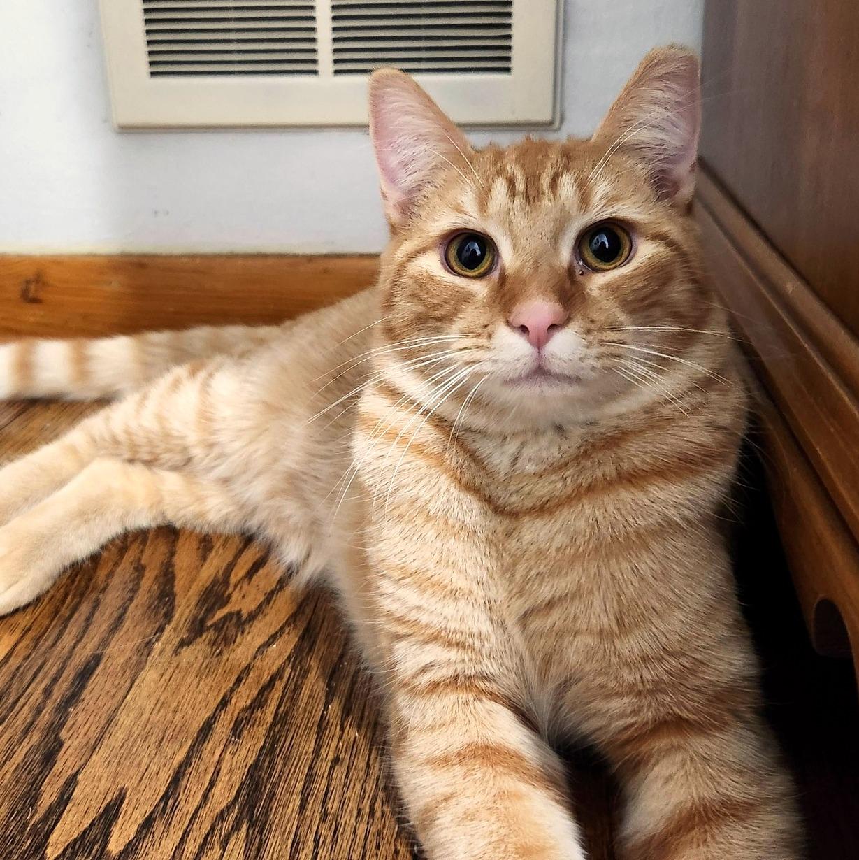 Enlarge Sauerkraut, a ADOPTABLE Domestic Short Hair in Pittsburgh, PA image 2/6