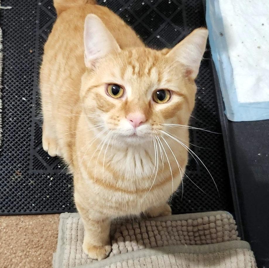 Sauerkraut, ADOPTABLE, Kitten Male Domestic Short Hair.