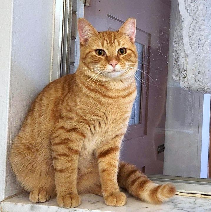 Enlarge Sauerkraut, a ADOPTABLE Domestic Short Hair in Pittsburgh, PA image 4/6