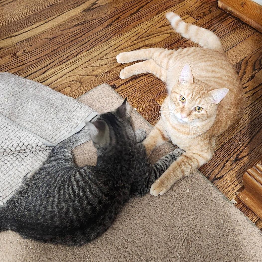 Enlarge Sauerkraut, a ADOPTABLE Domestic Short Hair in Pittsburgh, PA image 6/6