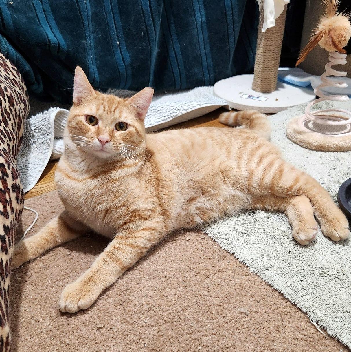 Enlarge Sauerkraut, a ADOPTABLE Domestic Short Hair in Pittsburgh, PA image 3/6