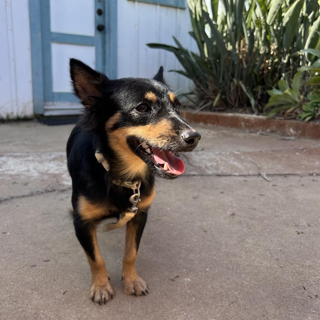 Ozzy, a Adopted mixed breed in Ventura, CA image 6/6