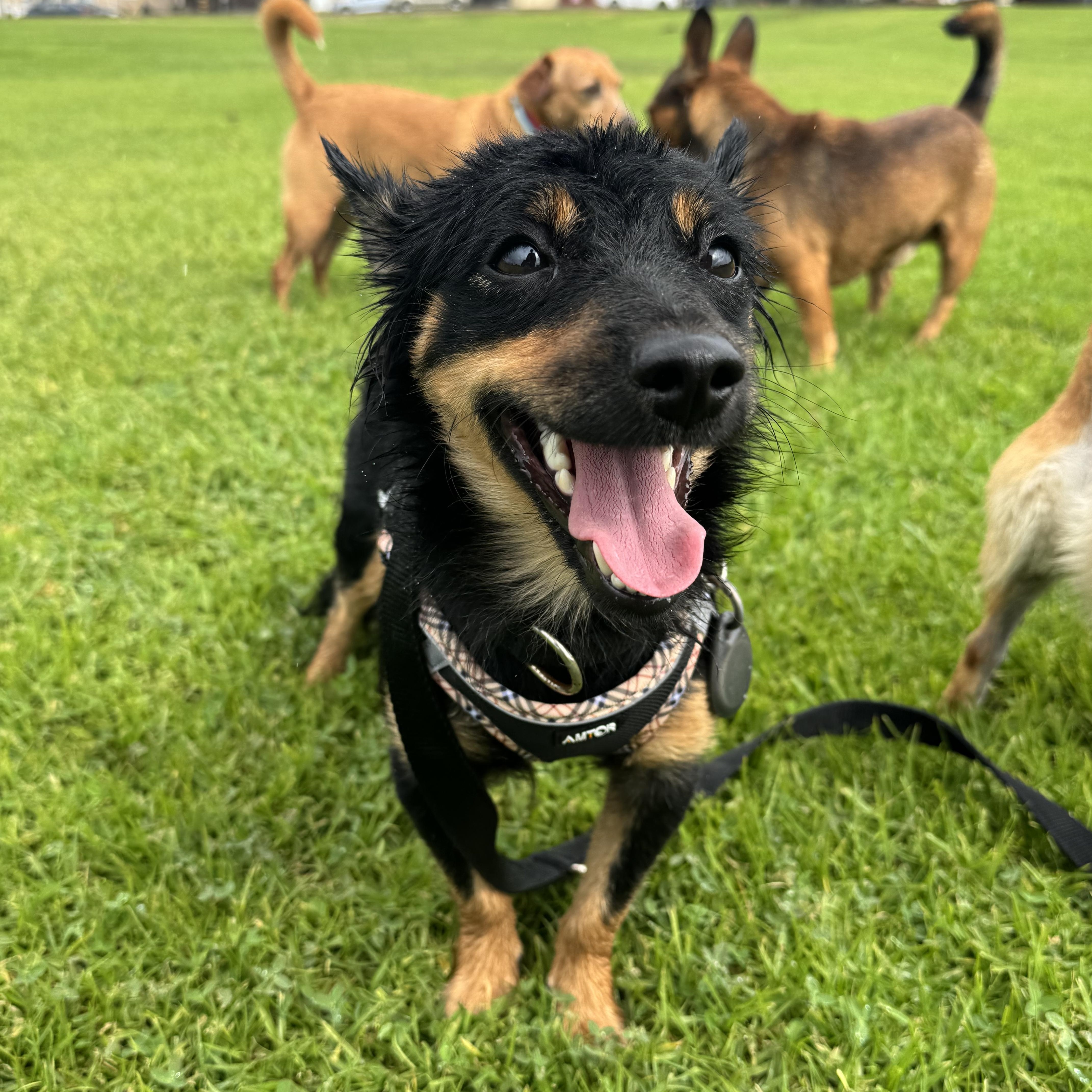 Ozzy, Adopted, Young Male Chihuahua.