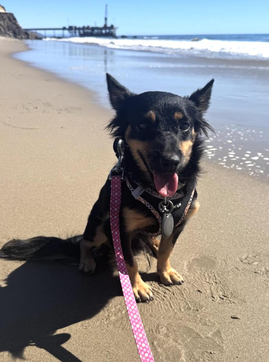 Ozzy, a Adopted mixed breed in Ventura, CA image 2/6