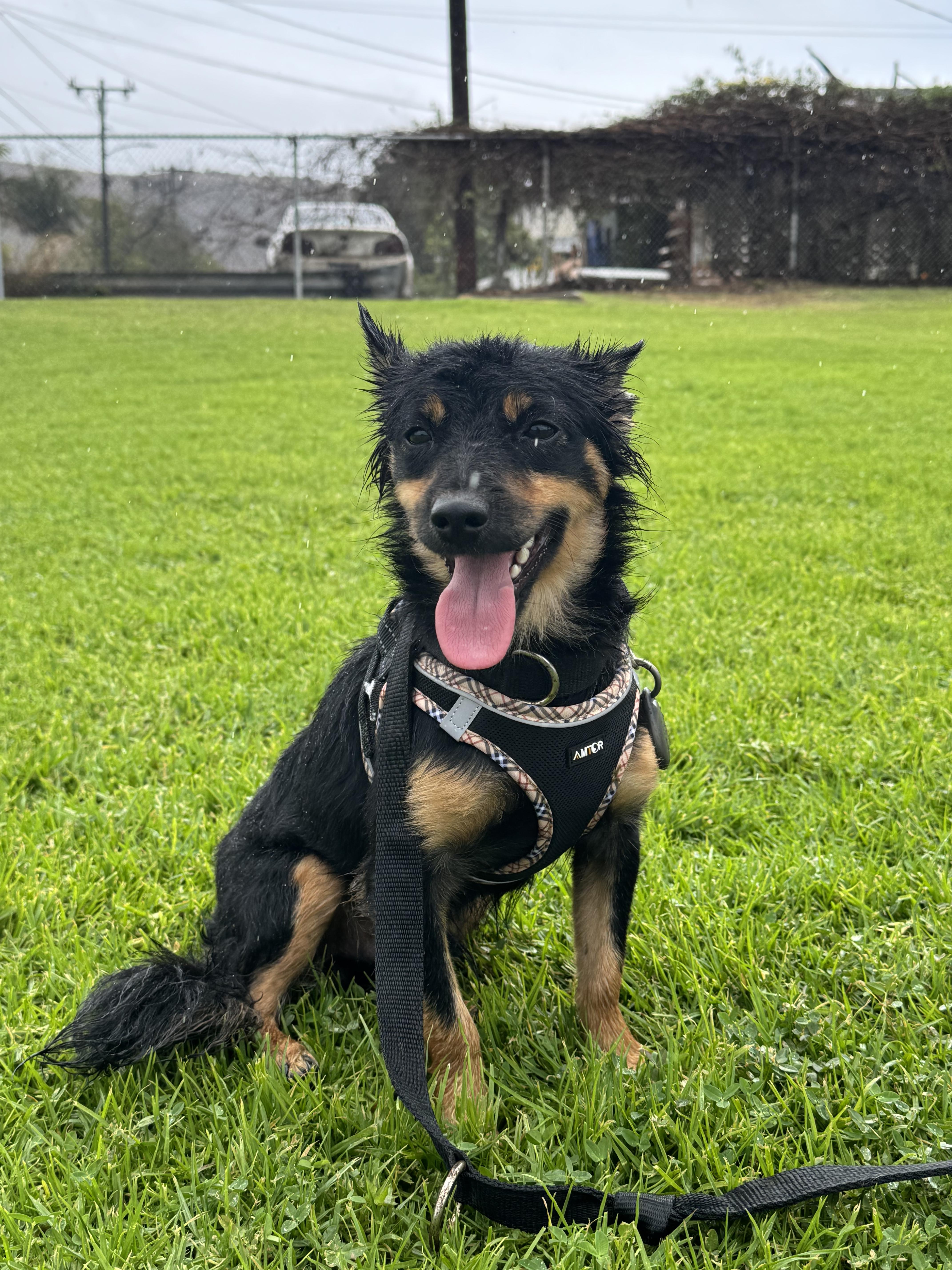 Ozzy, a Adopted mixed breed in Ventura, CA image 5/6