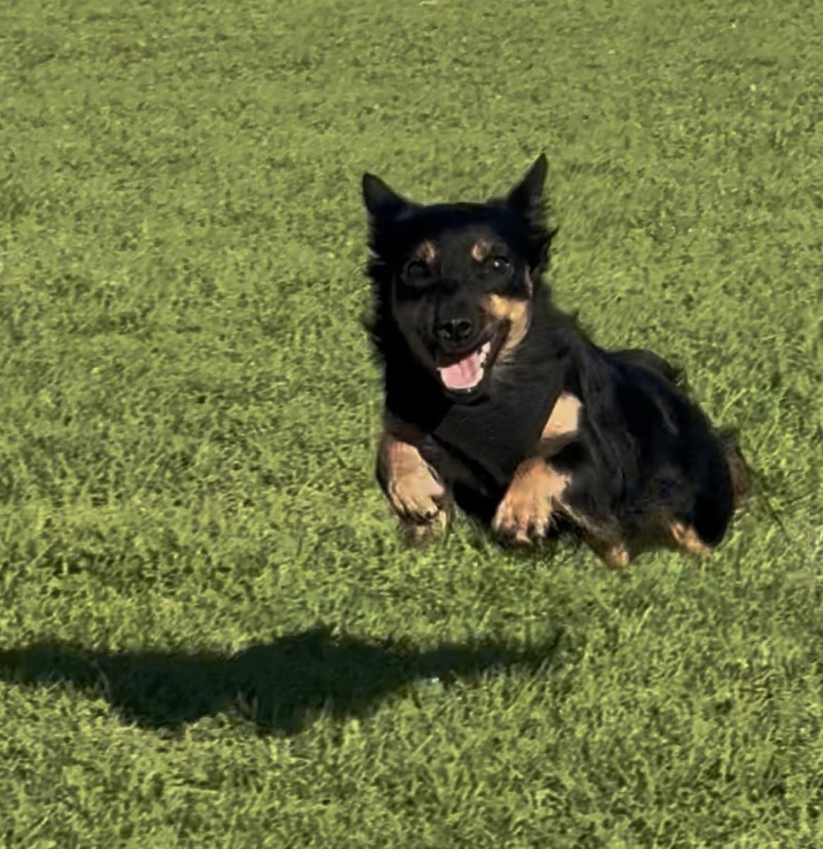 Ozzy, a Adopted mixed breed in Ventura, CA image 3/6