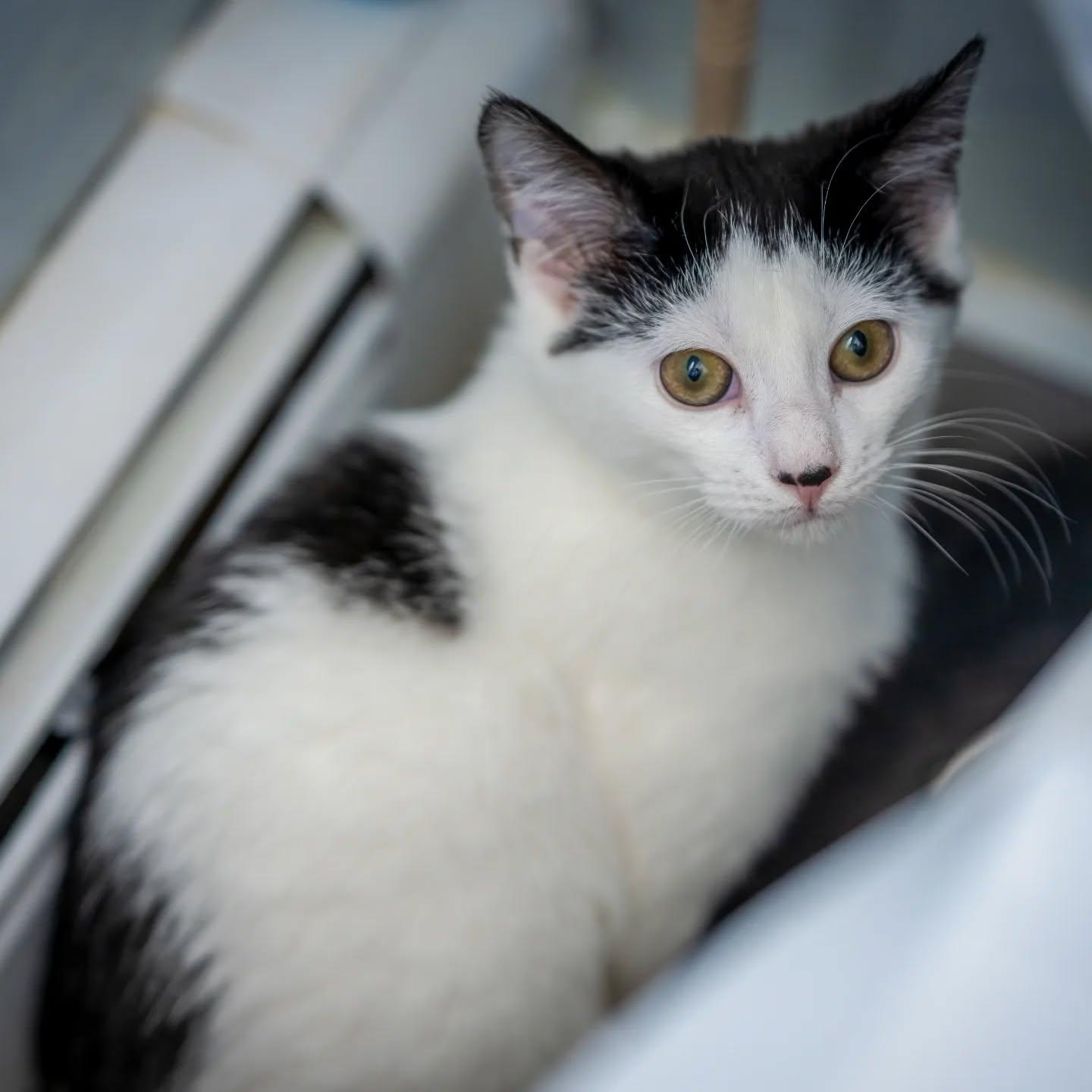 Enlarge Sophia (Very shy! Meet me at the Hanover Petsmart), a Adoptable Domestic Short Hair in HANSON, MA image 3/4