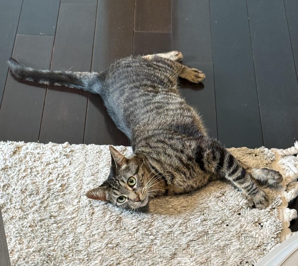 Enlarge Lunabelle, a Adoptable Domestic Short Hair in Ferndale, MI image 1/5