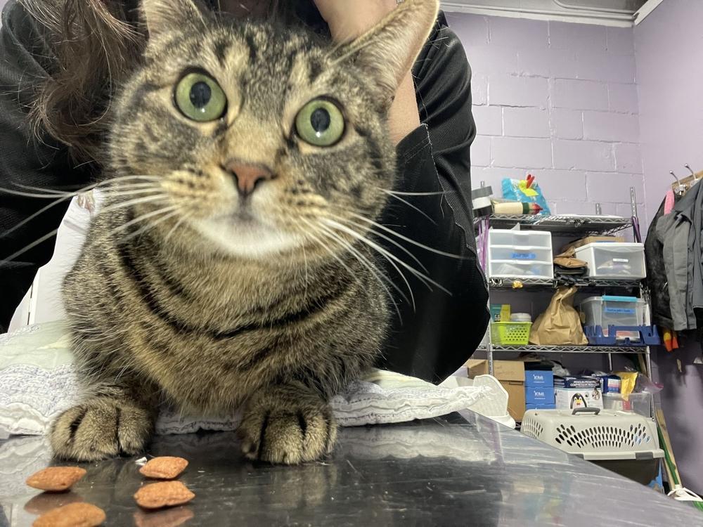Lunabelle, Adoptable, Adult Female Domestic Short Hair.