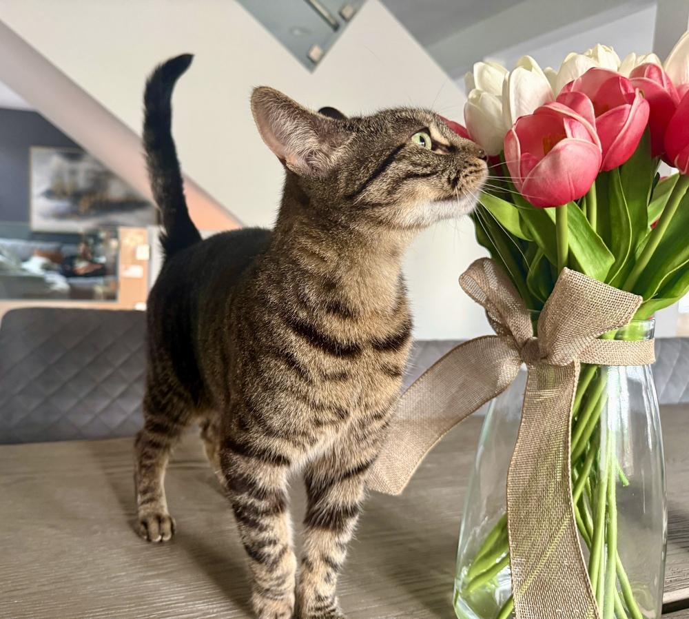 Enlarge Lunabelle, a Adoptable Domestic Short Hair in Ferndale, MI image 3/5