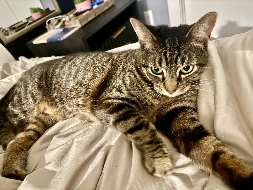Enlarge Lunabelle, a Adoptable Domestic Short Hair in Ferndale, MI image 4/5