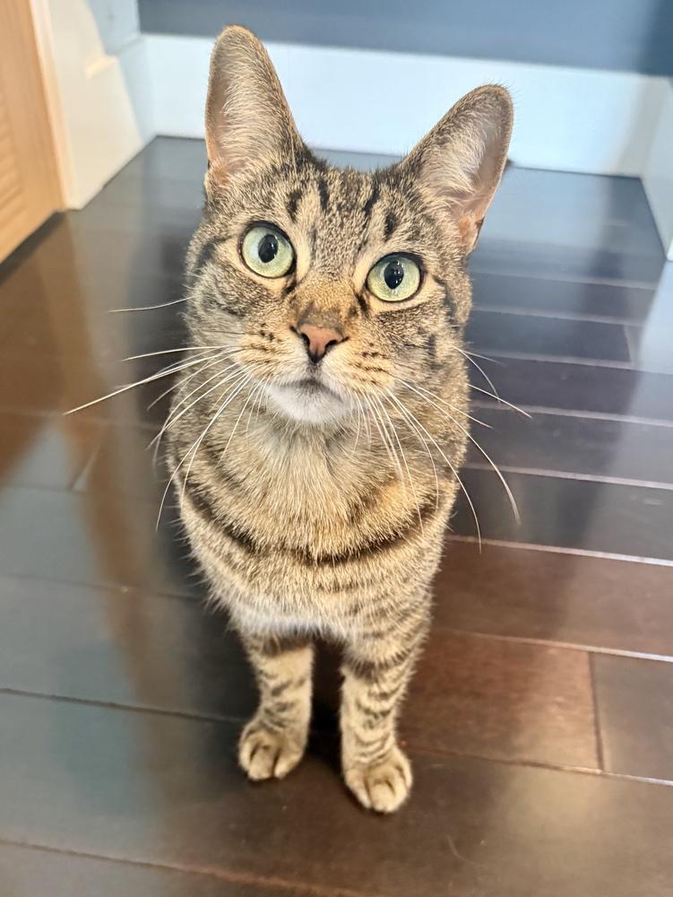 Enlarge Lunabelle, a Adoptable Domestic Short Hair in Ferndale, MI image 5/5