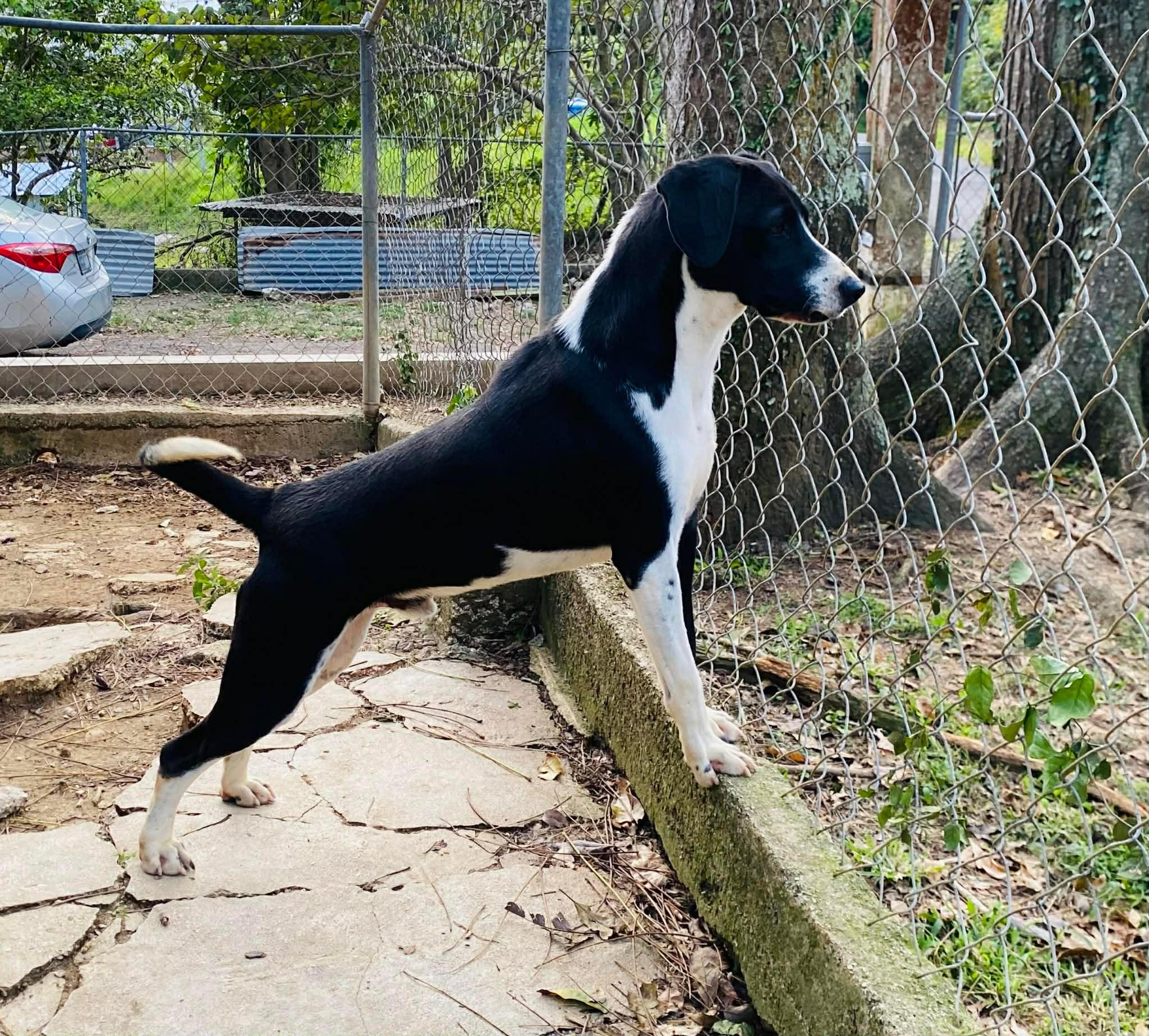 Enlarge Harley, an adopted mixed breed in Milford, NH image 4/6