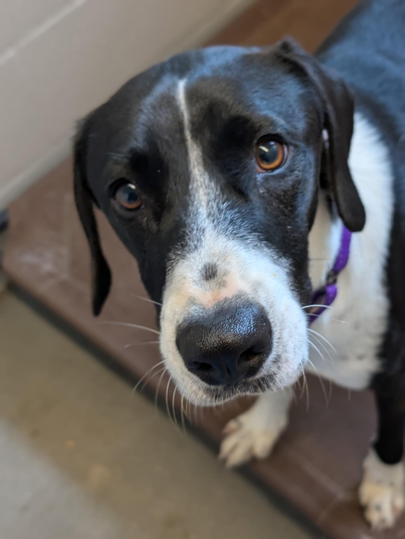 Harley, adopted, Young Male Labrador Retriever & Hound.