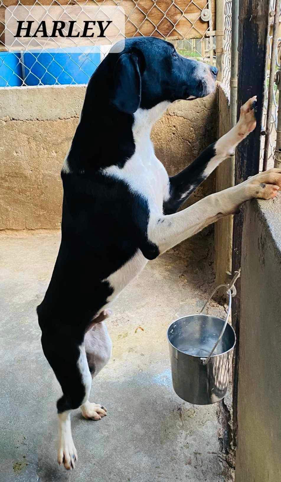 Enlarge Harley, a ADOPTABLE mixed breed in Milford, NH image 3/3