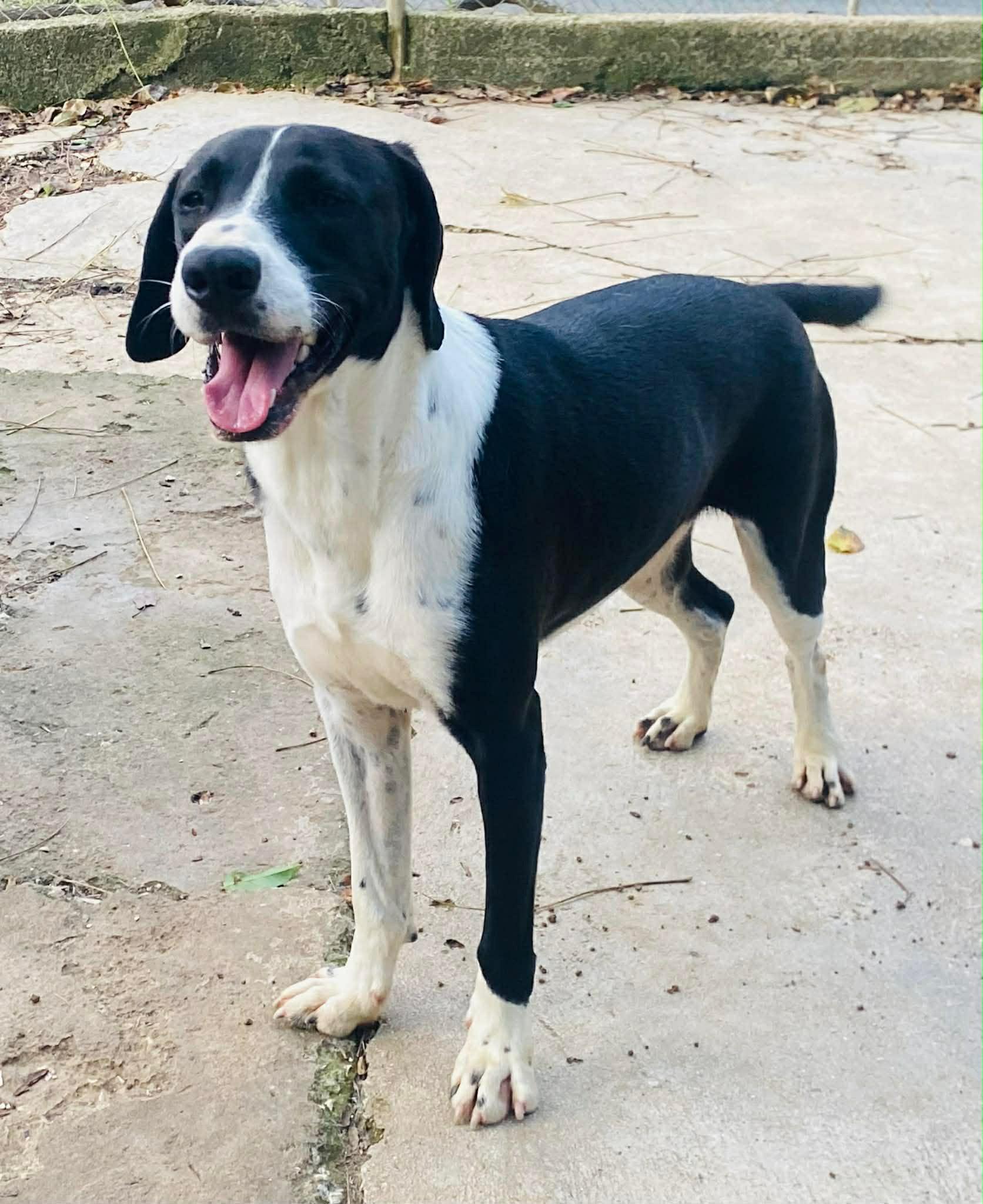 Enlarge Harley, an adopted mixed breed in Milford, NH image 3/6