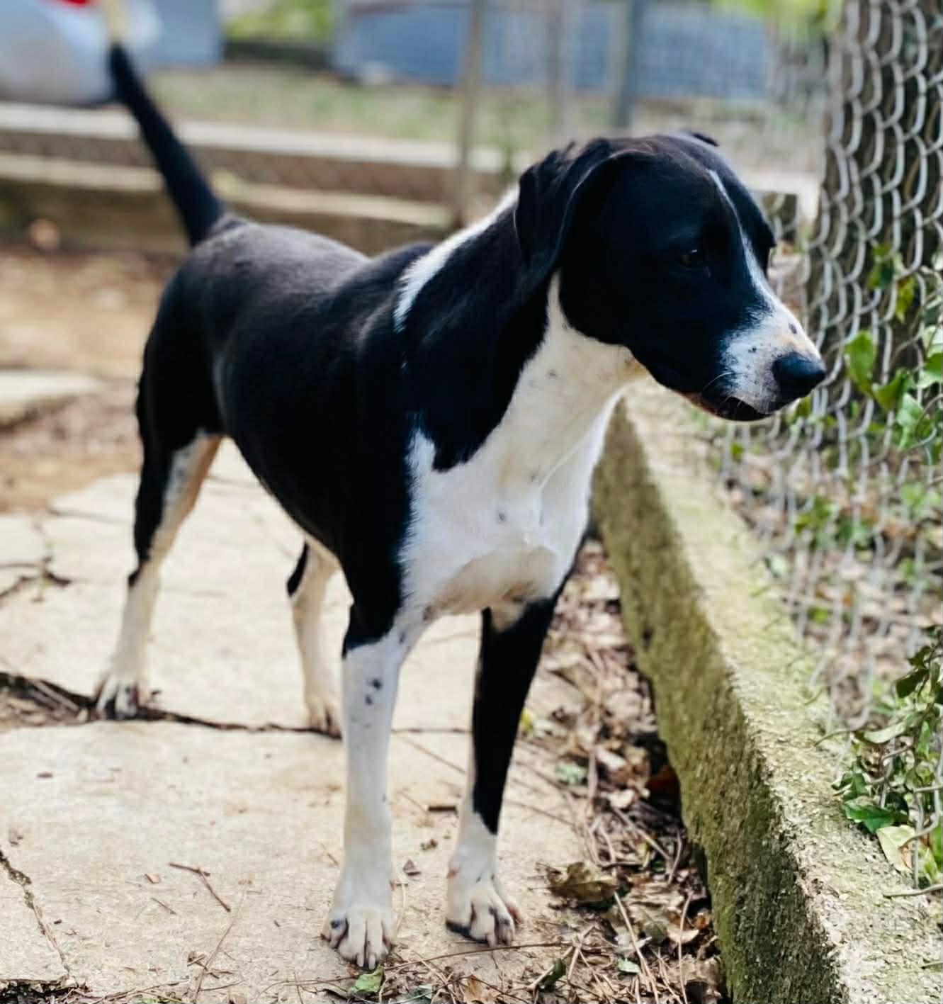 Enlarge Harley, an adopted mixed breed in Milford, NH image 6/6