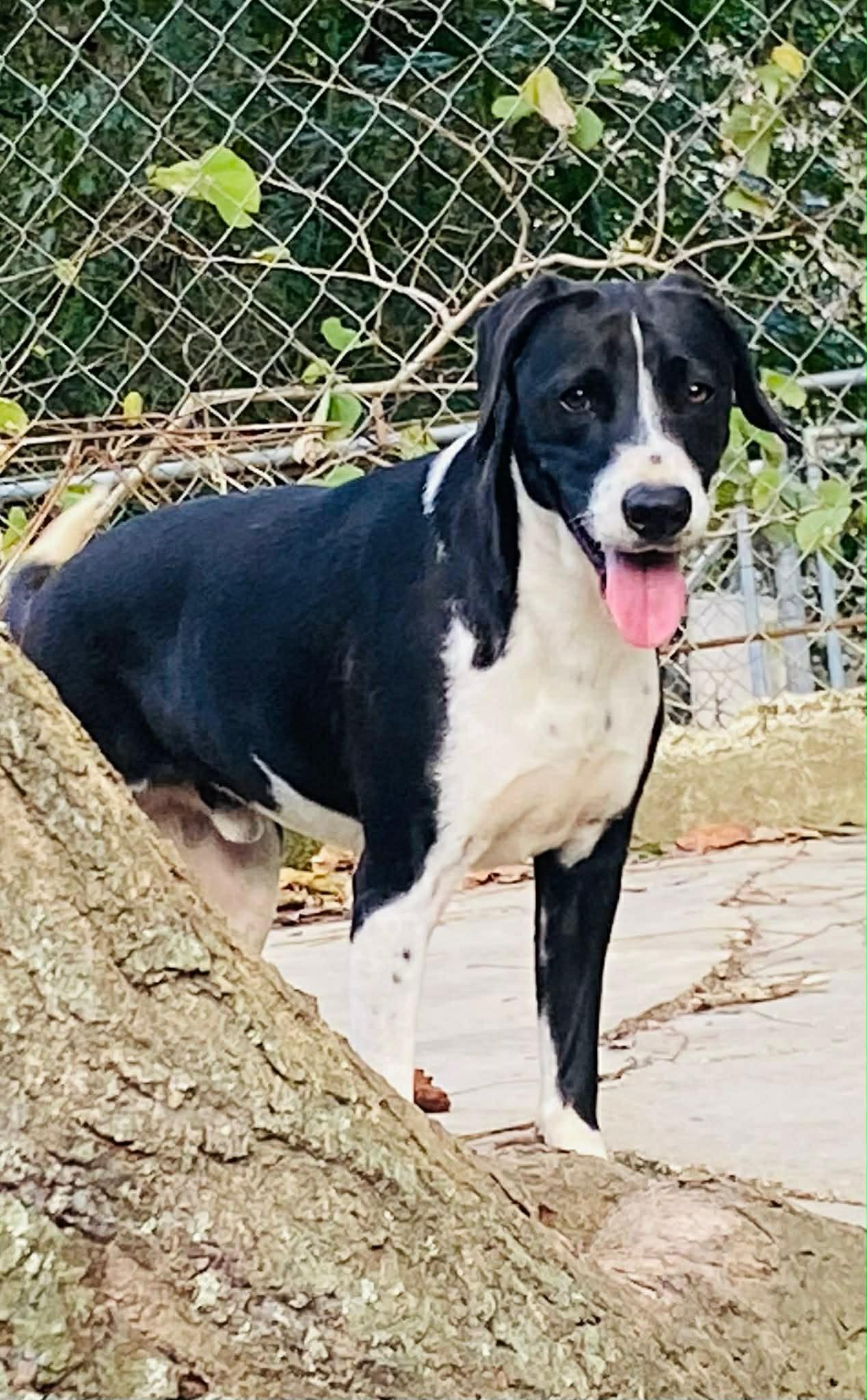 Enlarge Harley, an adopted mixed breed in Milford, NH image 2/6