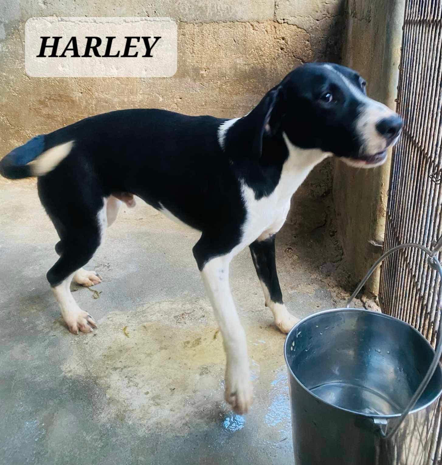 Enlarge Harley, a ADOPTABLE mixed breed in Milford, NH image 1/3