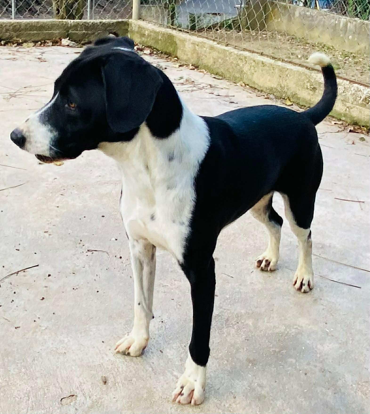 Enlarge Harley, an adopted mixed breed in Milford, NH image 5/6