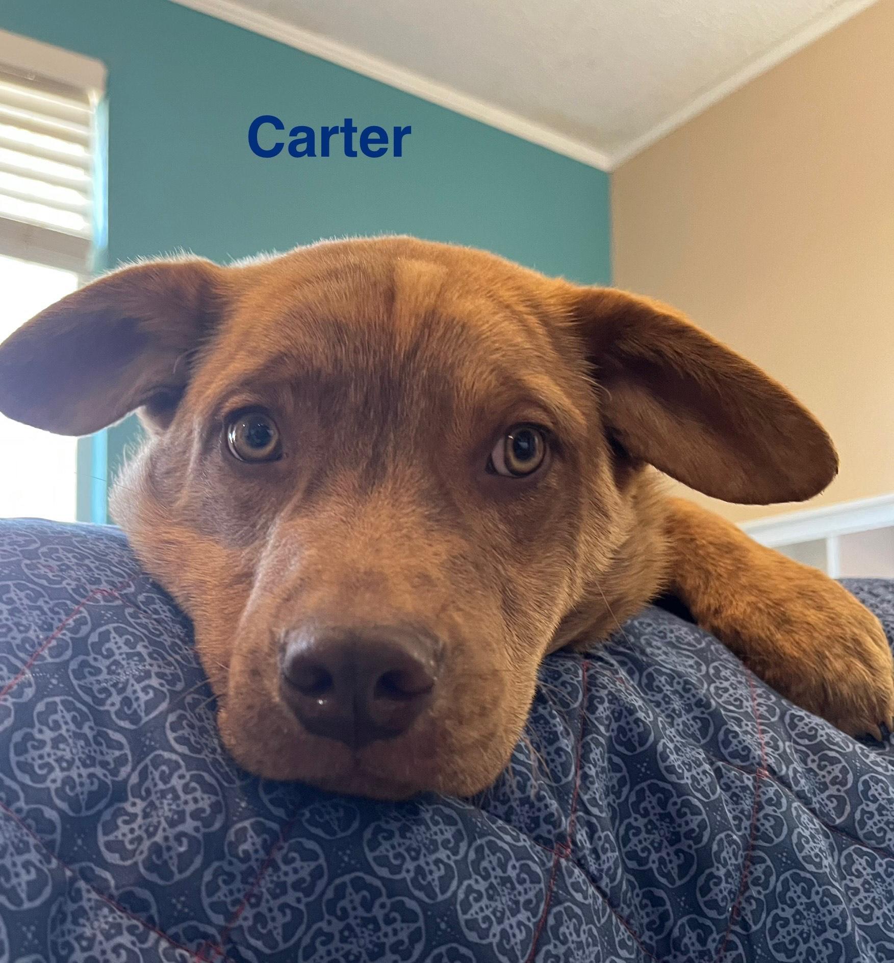 Enlarge carter, a Adoptable mixed breed in Kalamazoo, MI image 1/5