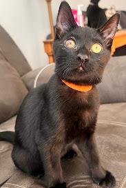 Ozzy the Stage 5 Clinger