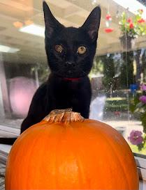 Ozzy the Stage 5 Clinger