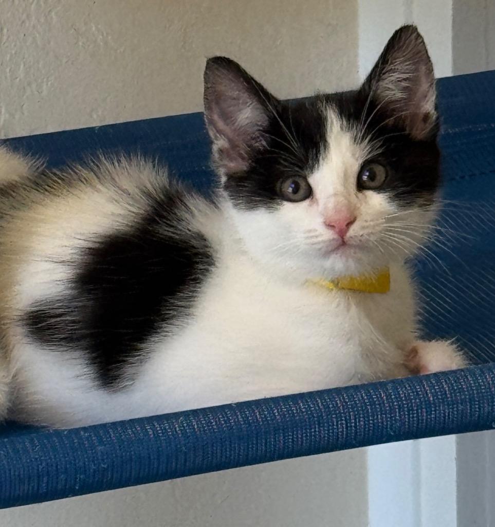 Acacia, Adoptable, Kitten Female Domestic Short Hair.