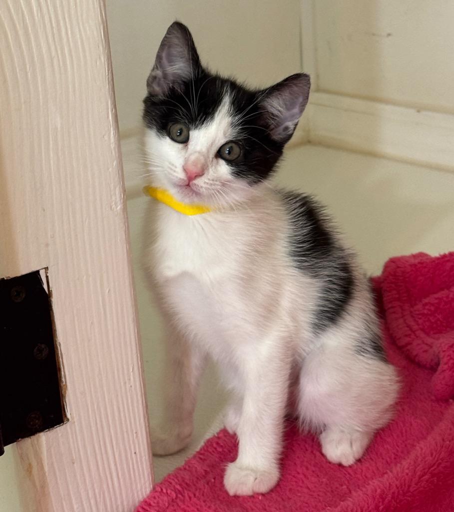 Enlarge Acacia, a Adoptable mixed breed in Cambria, CA image 2/3