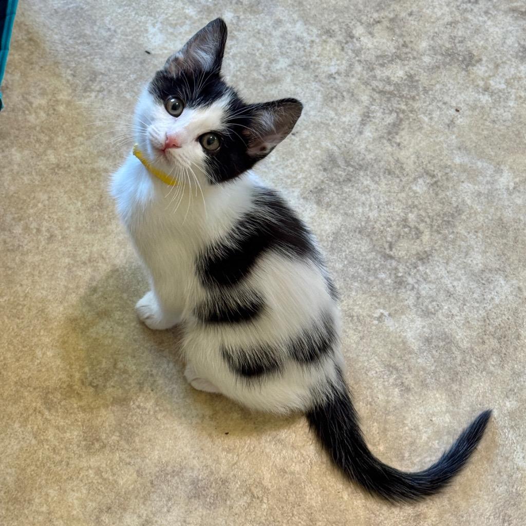 Enlarge Acacia, a Adoptable mixed breed in Cambria, CA image 3/3