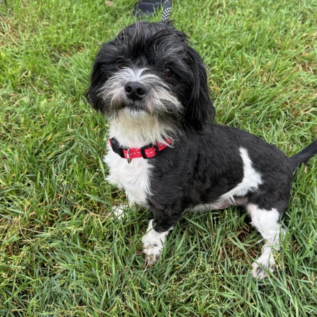 Dog for adoption Uno, a Mixed Breed in Morrisville, VT Petfinder