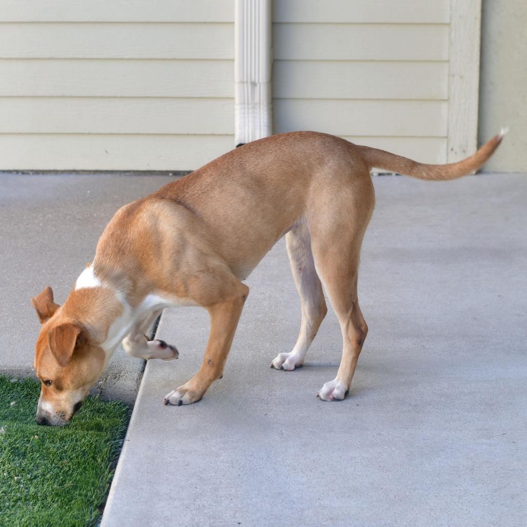 Enlarge Princess, a Adoptable Mixed Breed in Ottawa, KS image 1/2