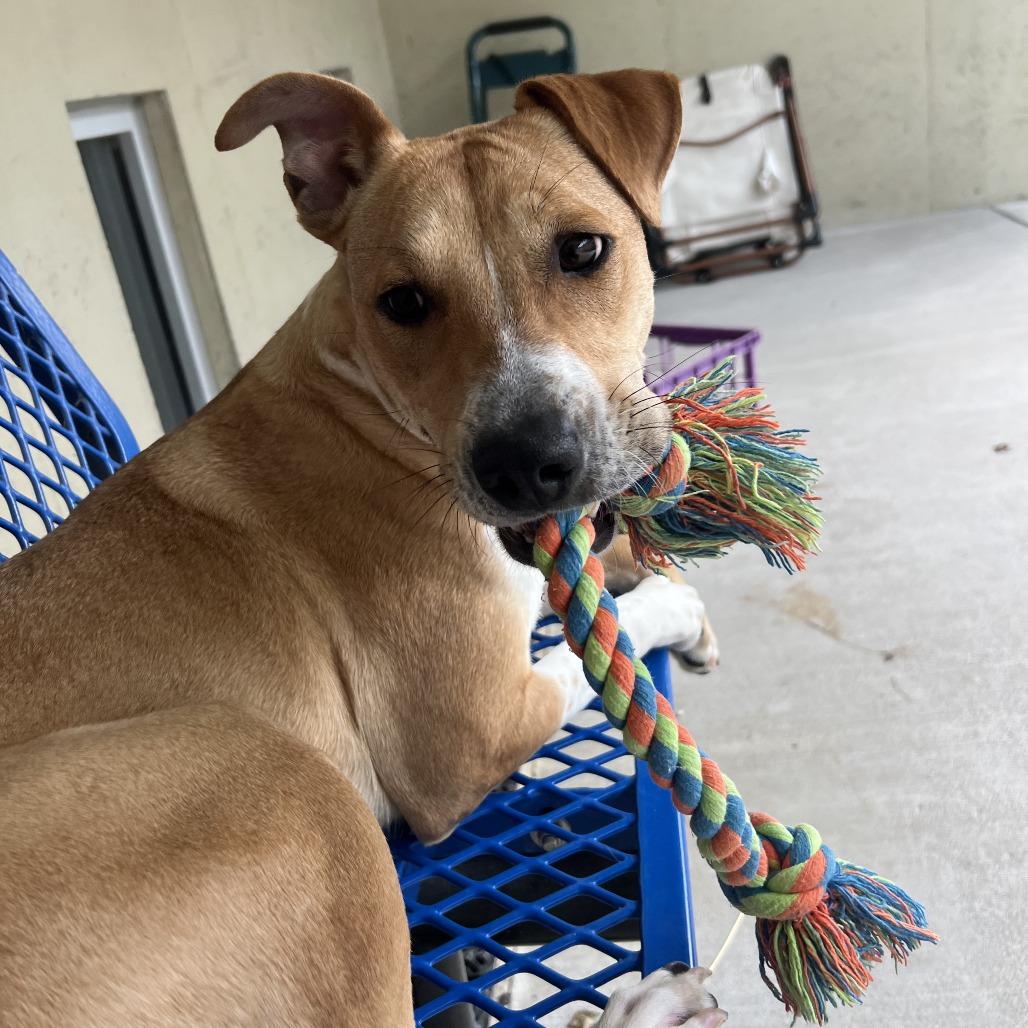 Enlarge Princess, a Adoptable Mixed Breed in Ottawa, KS image 2/3