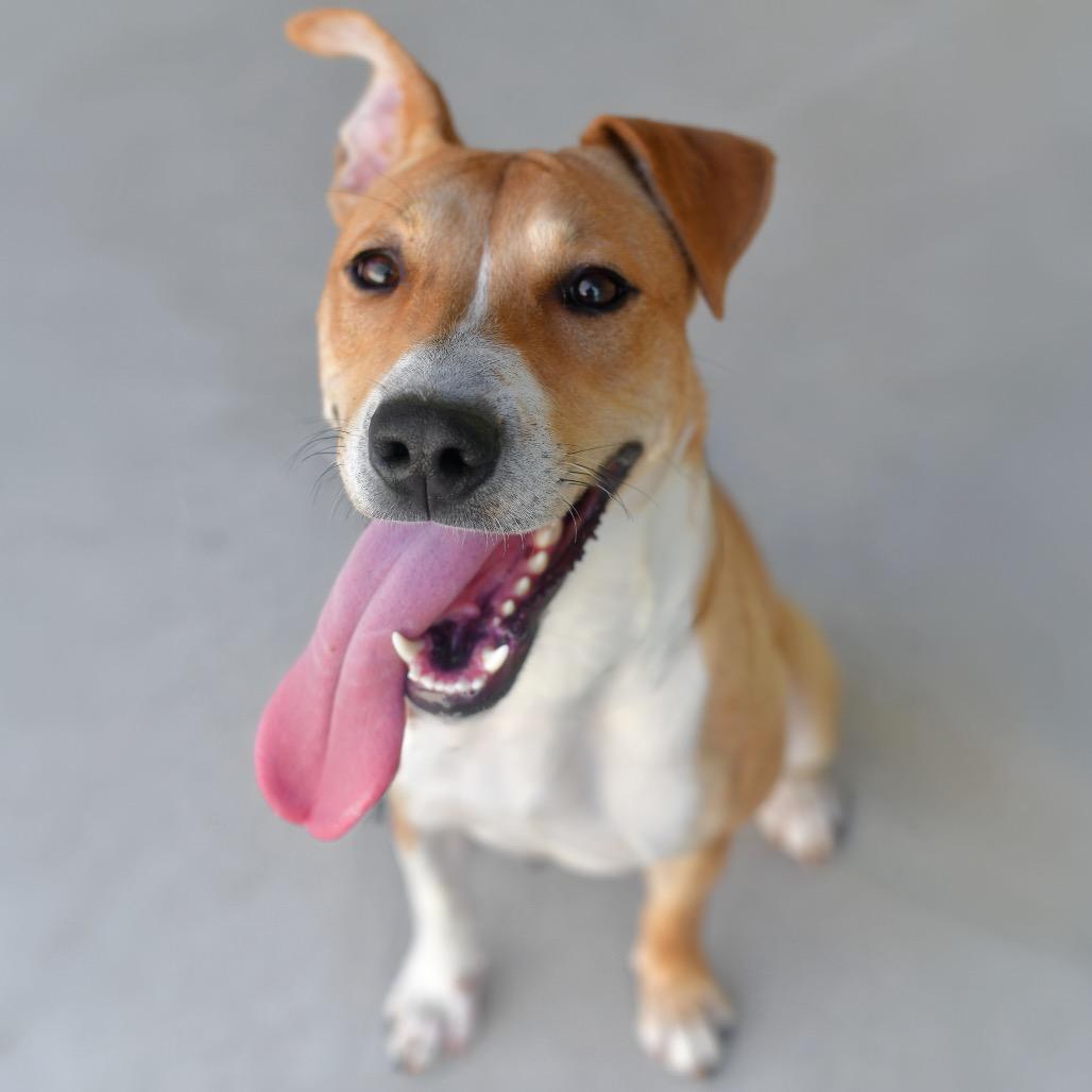 Enlarge Princess, a Adoptable Mixed Breed in Ottawa, KS image 2/2