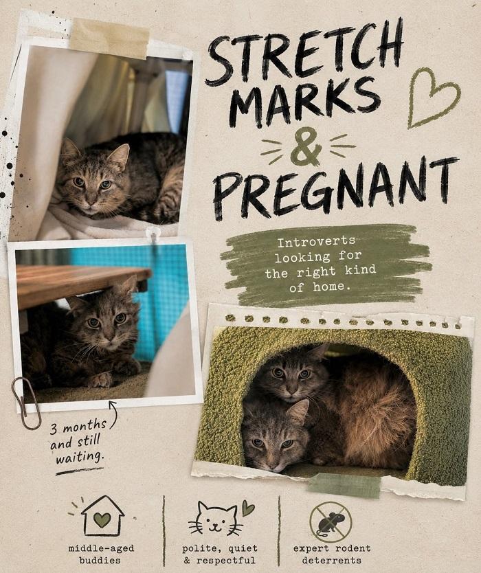PREGNANT & STRETCH MARKS, ADOPTABLE, Adult Male Domestic Short Hair.