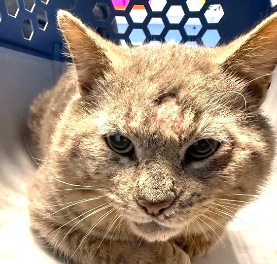 Enlarge PREGNANT & STRETCH MARKS, a ADOPTABLE Domestic Short Hair in Pegram, TN image 2/4
