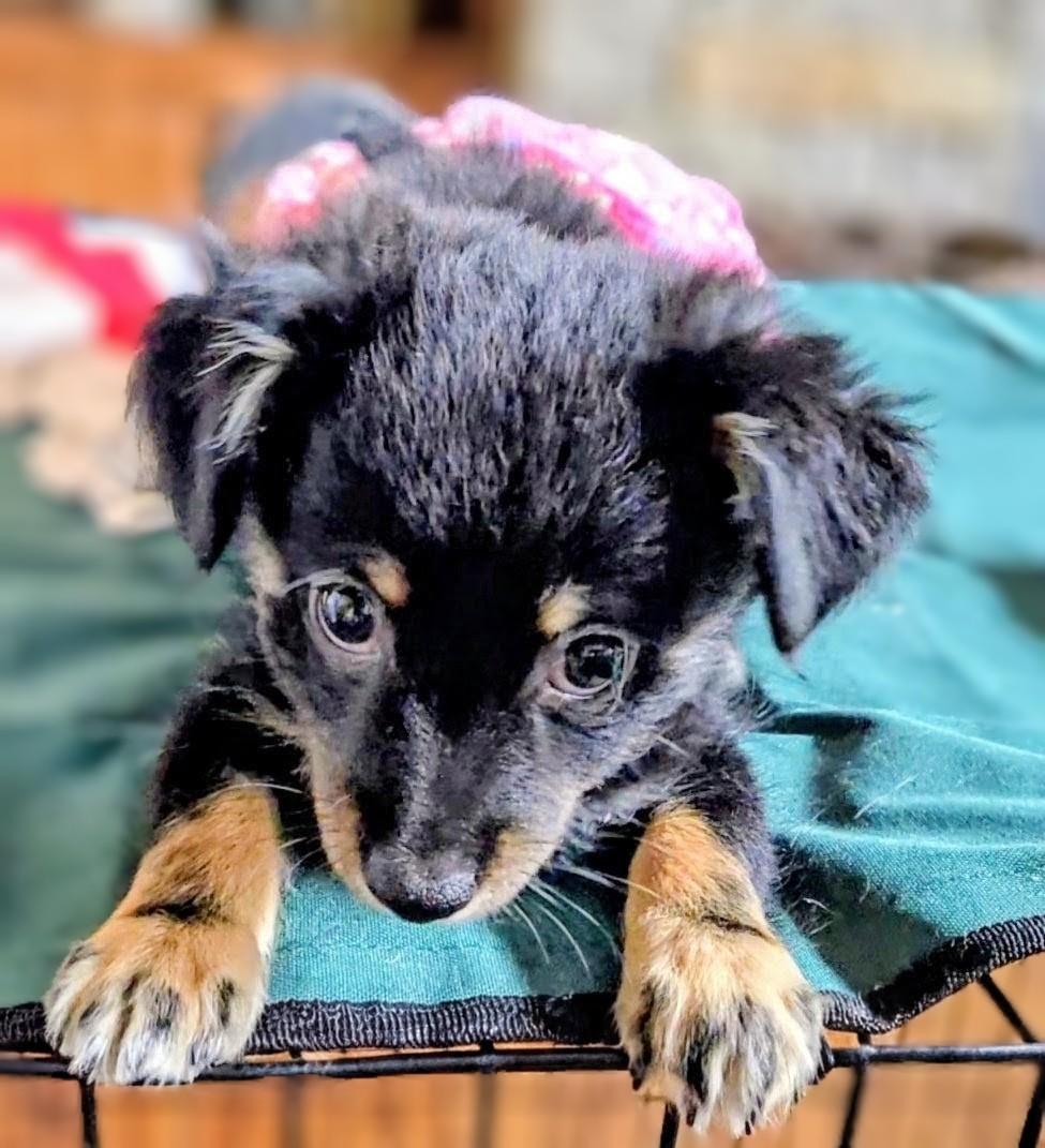 Zigmo, an adopted mixed breed in Evergreen, CO image 3/6