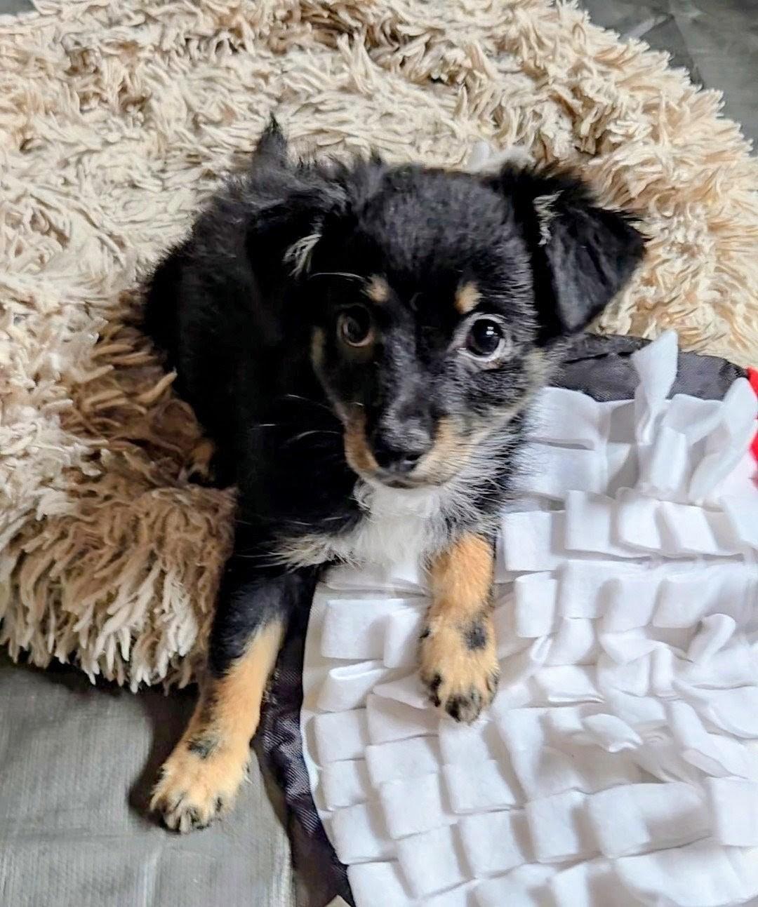 Zigmo, an adopted mixed breed in Evergreen, CO image 2/6