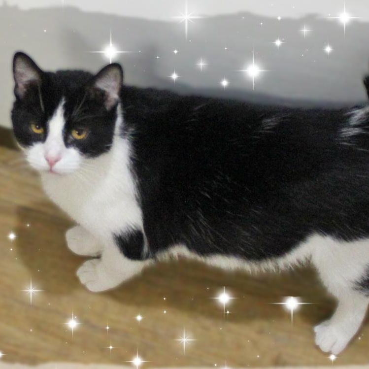 Enlarge Giano, a ADOPTABLE Domestic Short Hair in Amelia, OH image 1/1