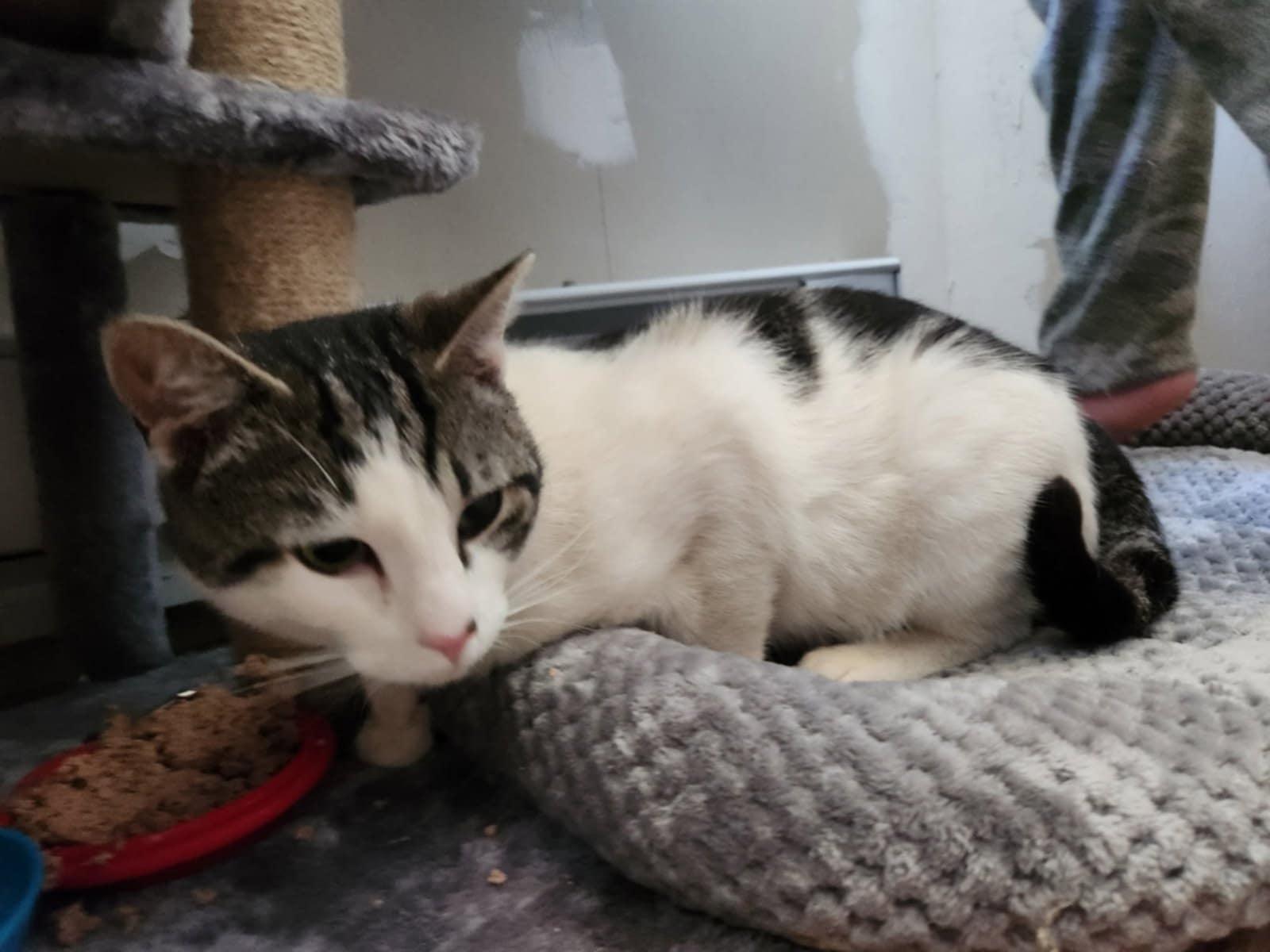 Funny, Adoptable, Adult Male Domestic Short Hair.