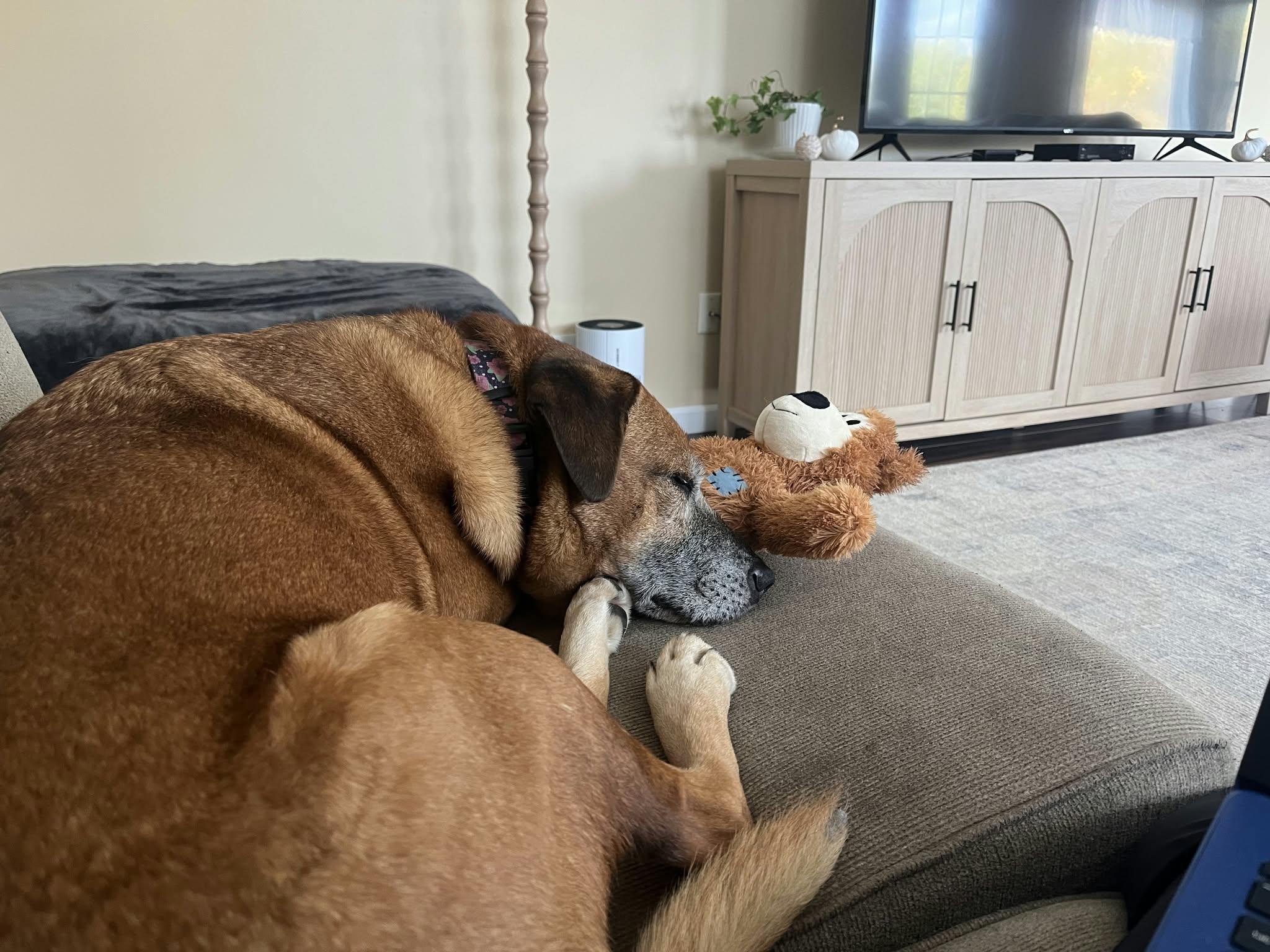 Enlarge Daisy, a Adoptable Black Mouth Cur in Clay, NY image 4/4