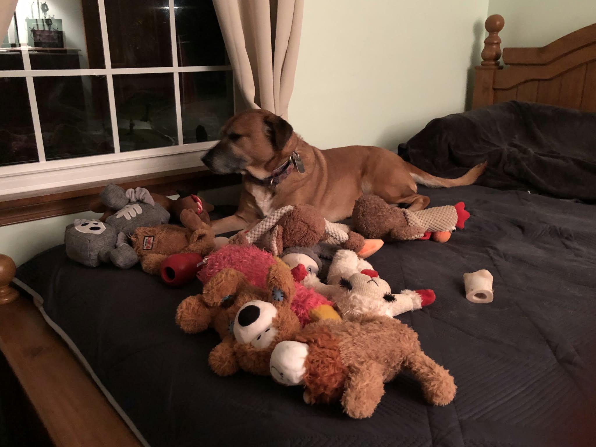 Enlarge Daisy, a Adoptable Black Mouth Cur in Clay, NY image 3/4