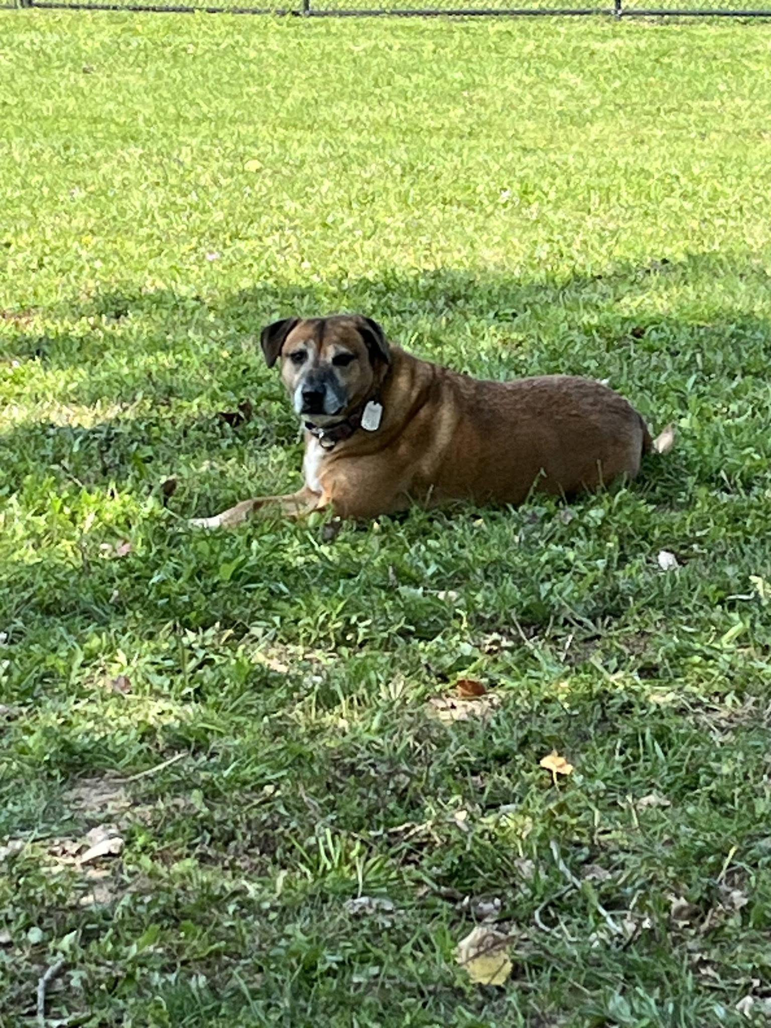 Daisy, Adoptable, Senior Female Black Mouth Cur.