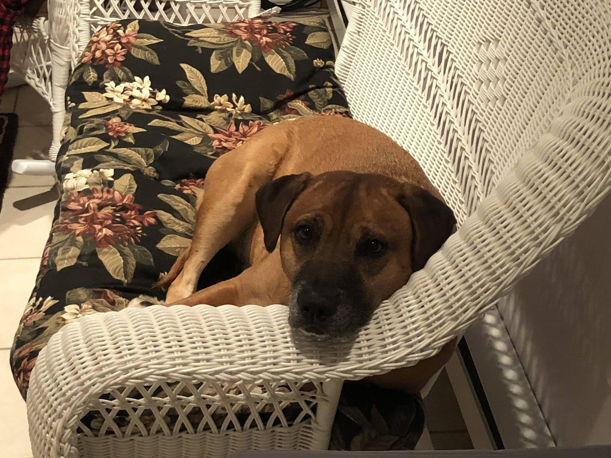 Enlarge Daisy, a Adoptable Black Mouth Cur in Clay, NY image 2/4