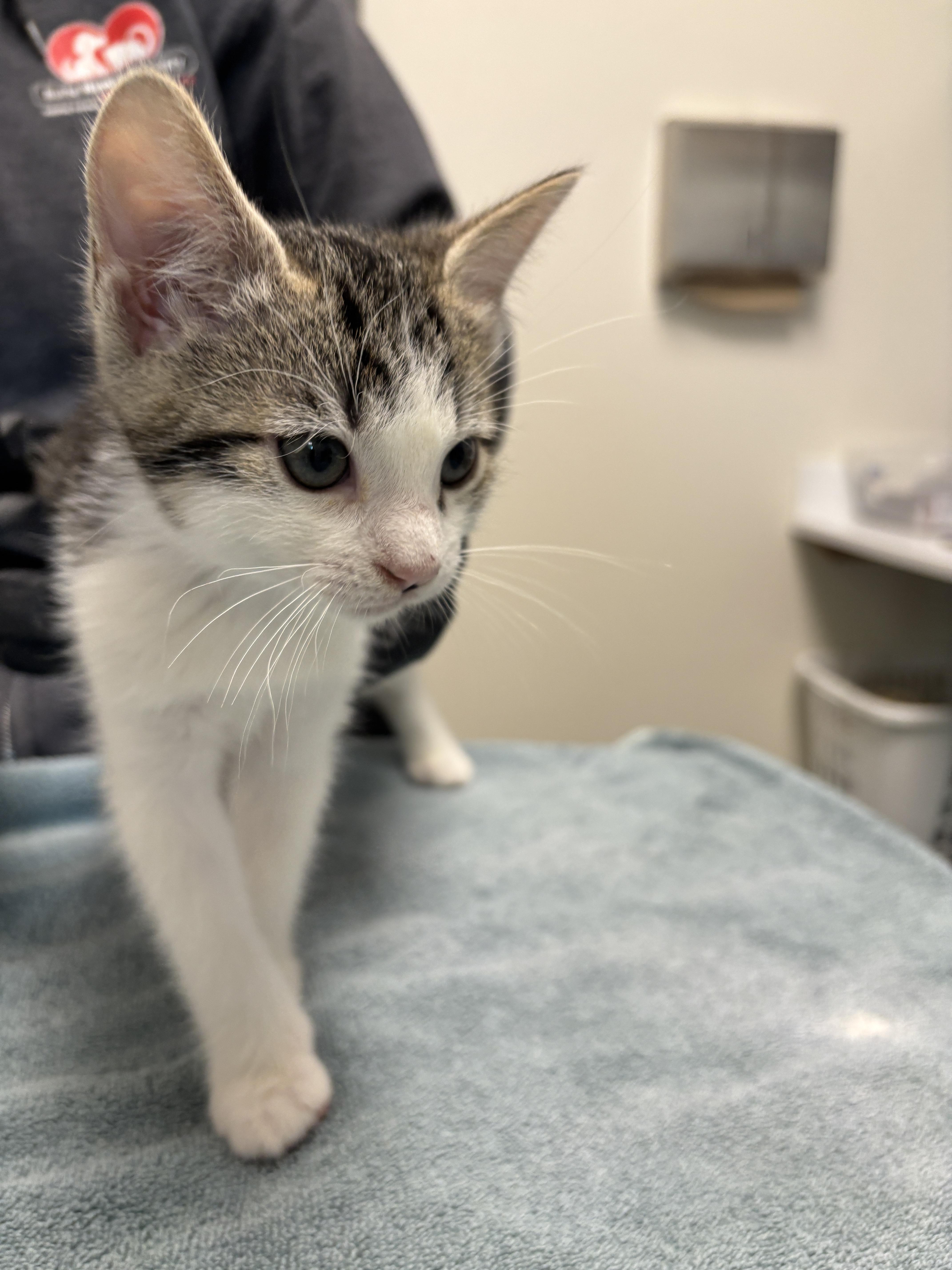 Sirius, Adopted, Young Male Domestic Short Hair.